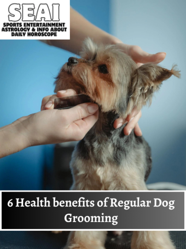 6 Health benefits of Regular Dog Grooming