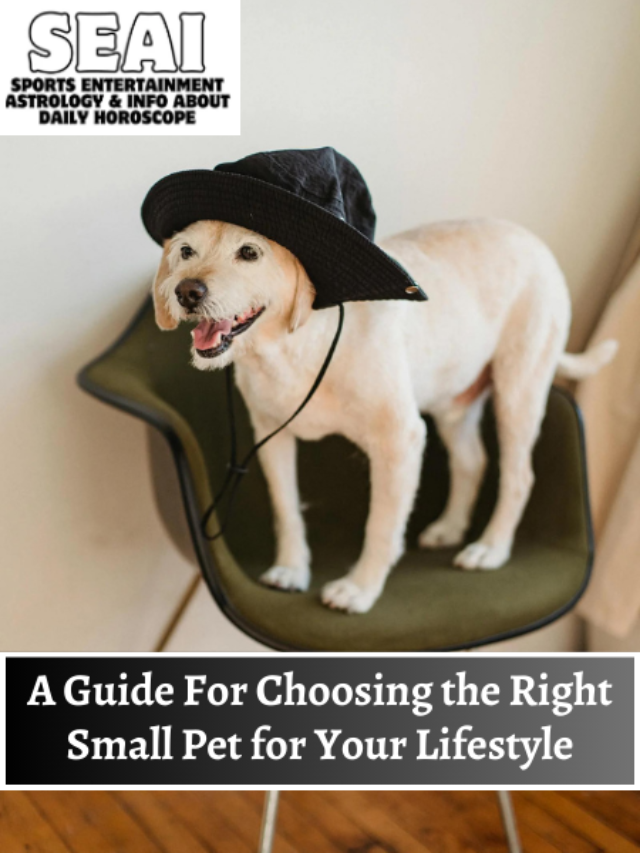 A Guide For Choosing the Right Small Pet for Your Lifestyle