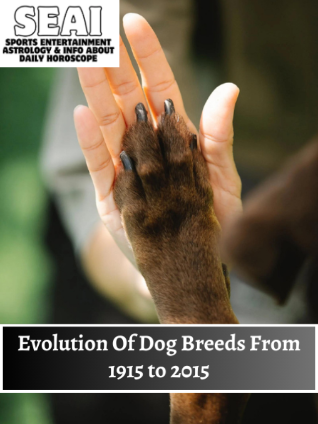 Evolution Of Dog Breeds From 1915 to 2015