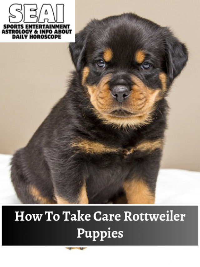 How To Take Care Rottweiler Puppies