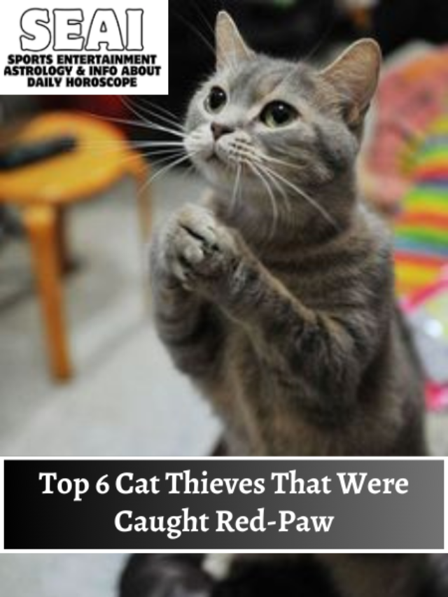 Top 6 Cat Thieves That Were Caught Red-Paw