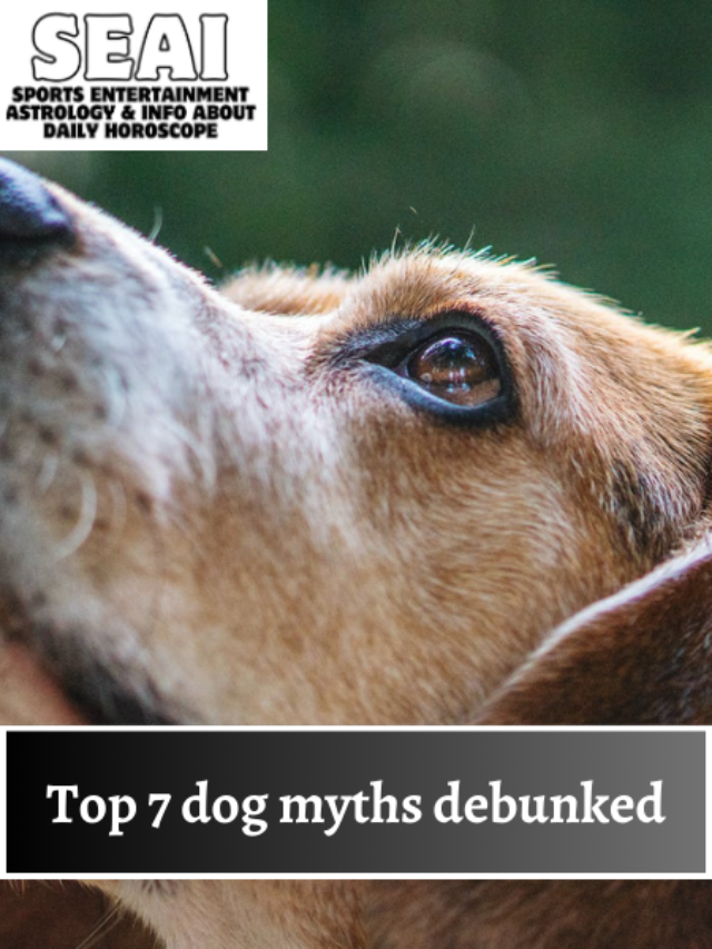 Top 7 Dog Myths Debunked
