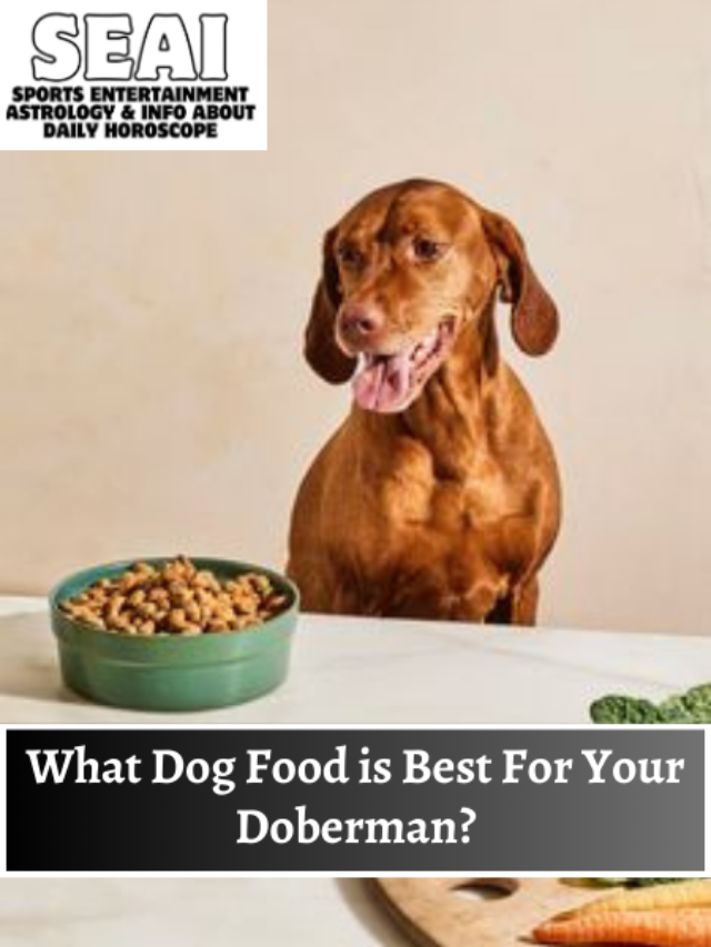 What Dog Food is Best For Your Doberman?