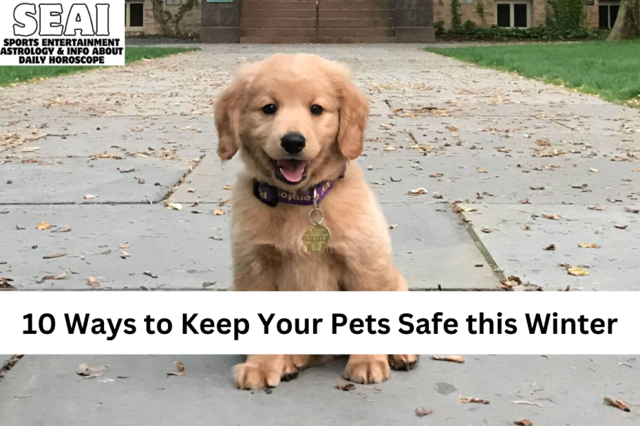 10 Ways to Keep Your Pets Safe this Winter