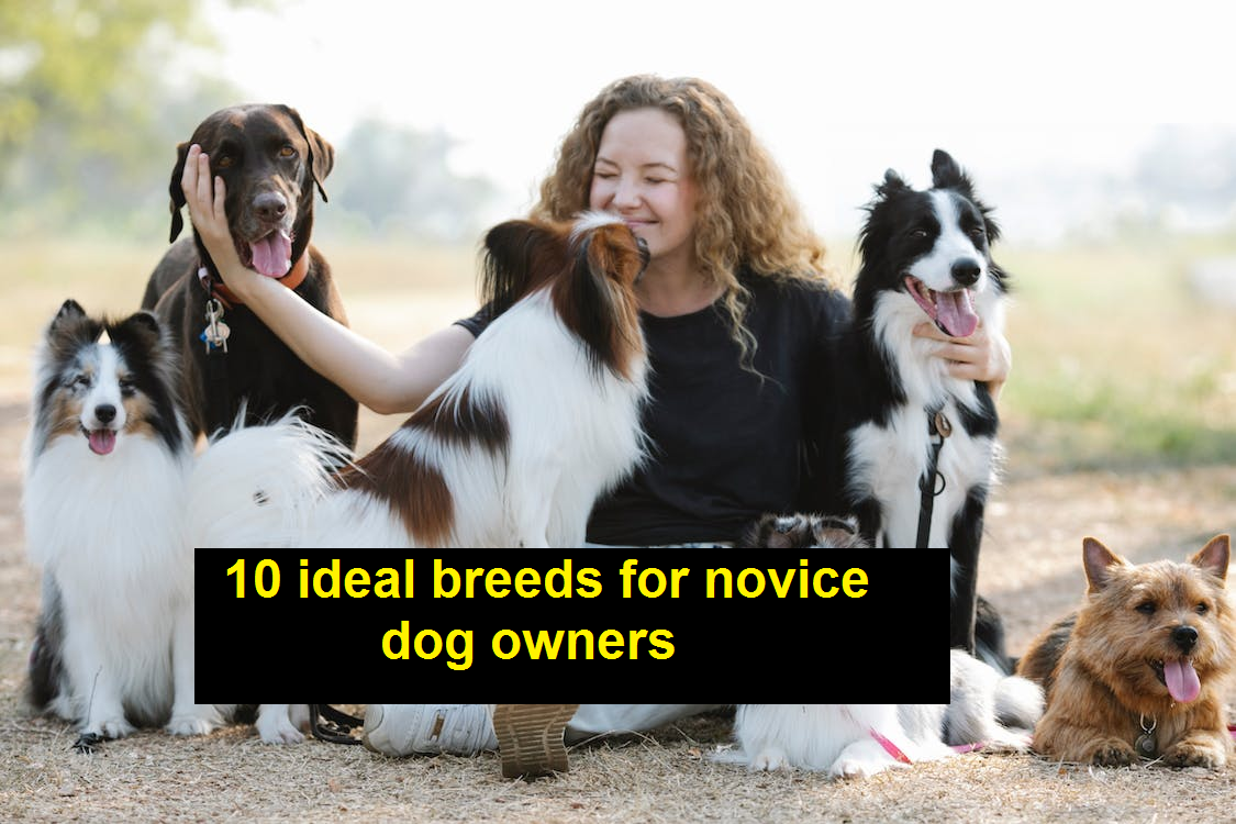 10 ideal breeds for novice dog owners