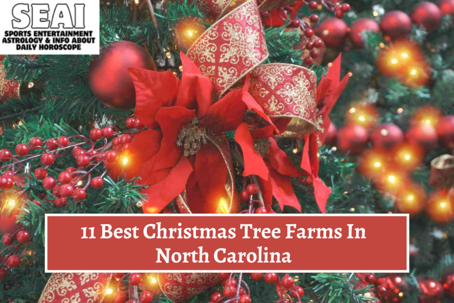 11 Best Christmas Tree Farms In North Carolina