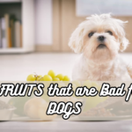 5 FRUITS that are Bad for DOGS