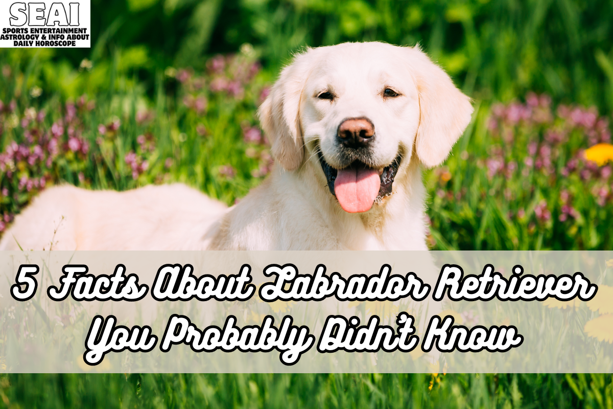 5 Facts About Labrador Retriever You Probably Didn't Know