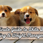 5 Minute Guide to Akita Dogs Feeding & Weight Management