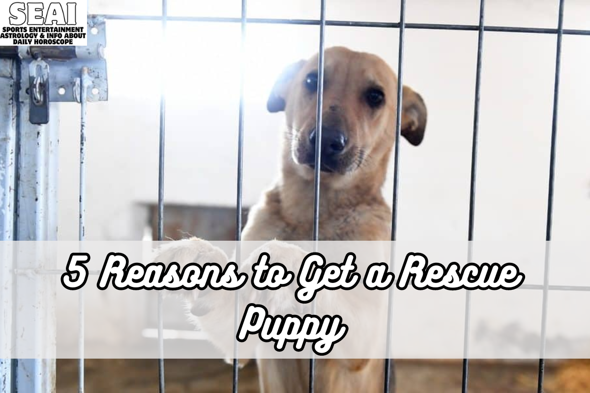 5 Reasons to Get a Rescue Puppy