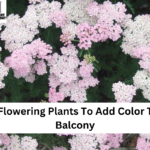 8 Pink Flowering Plants To Add Color To Your Balcony
