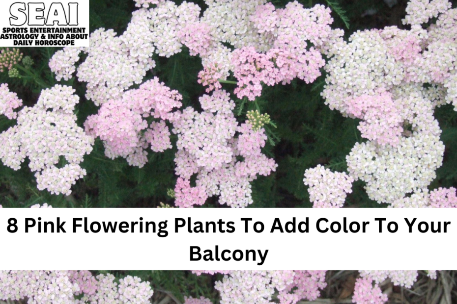 8 Pink Flowering Plants To Add Color To Your Balcony