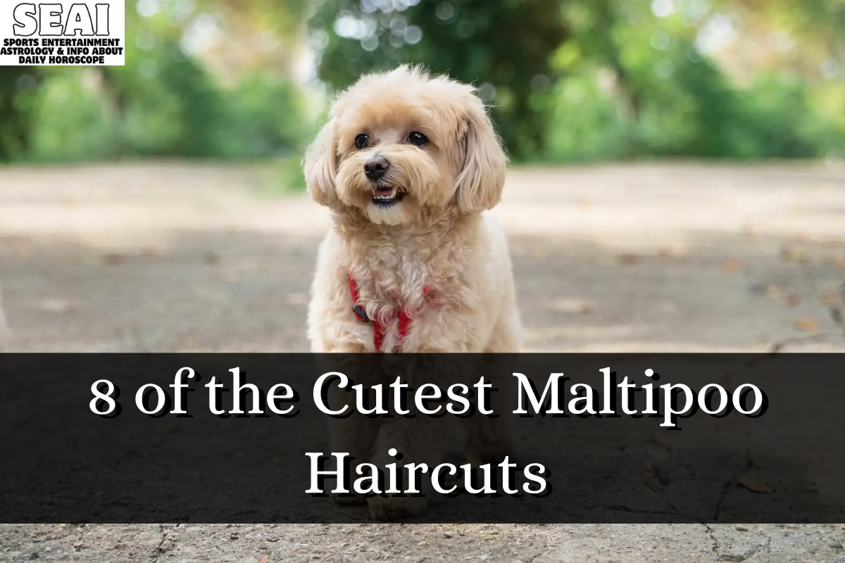 8 of the Cutest Maltipoo Haircuts