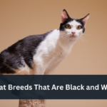 10 Cat Breeds That Are Black and White