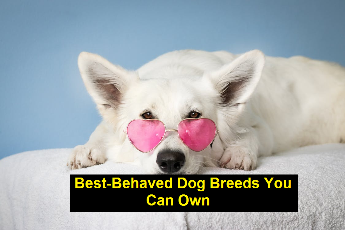 Best-Behaved Dog Breeds You Can Own