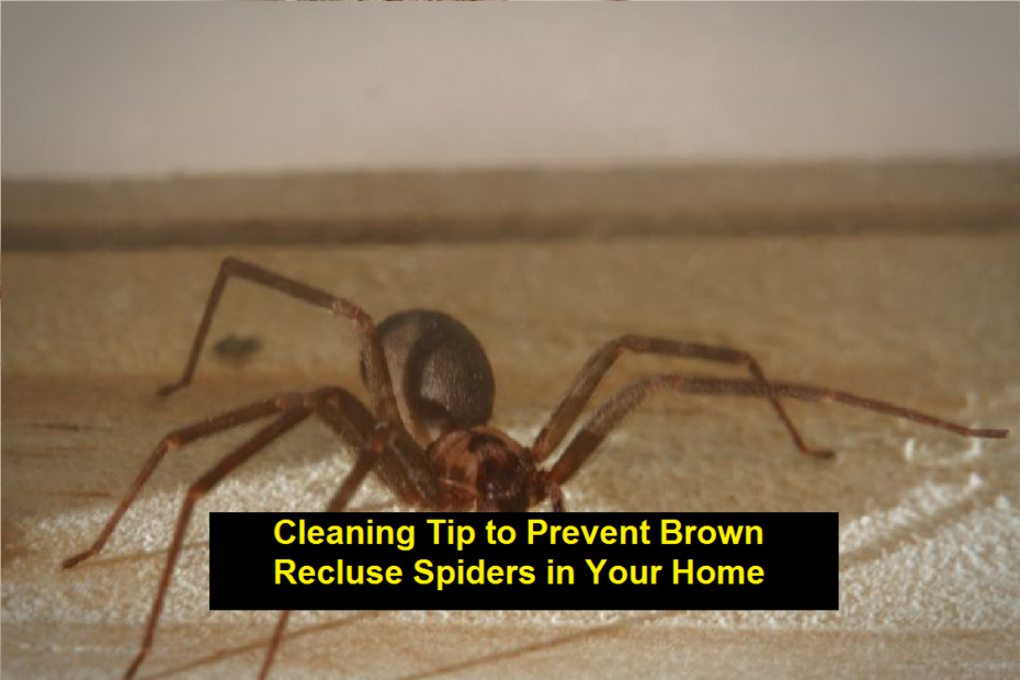 Cleaning Tip to Prevent Brown Recluse Spiders in Your Home
