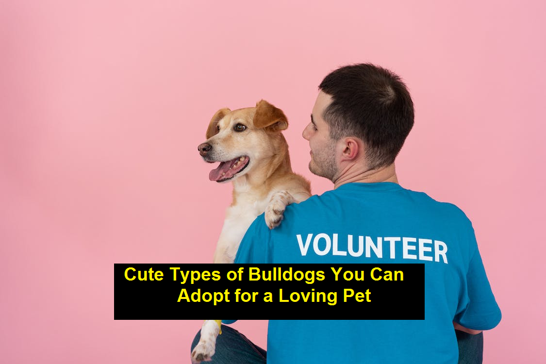 Cute Types of Bulldogs You Can Adopt for a Loving Pet