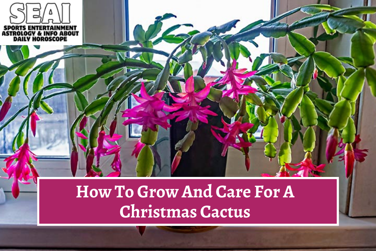 How To Grow And Care For A Christmas Cactus