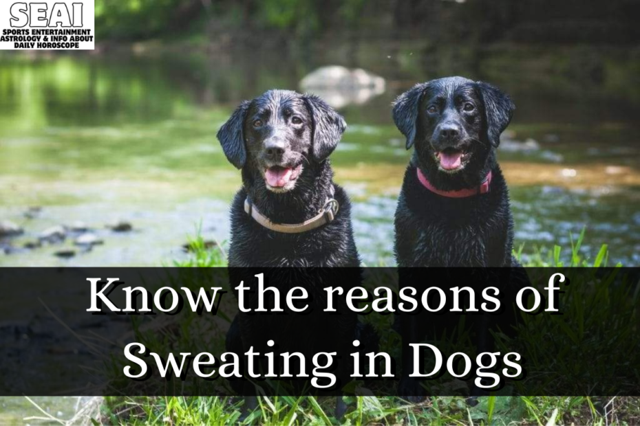 Know the reasons of Sweating in Dogs