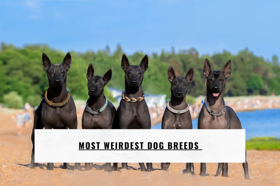 Most Weirdest dog breeds
