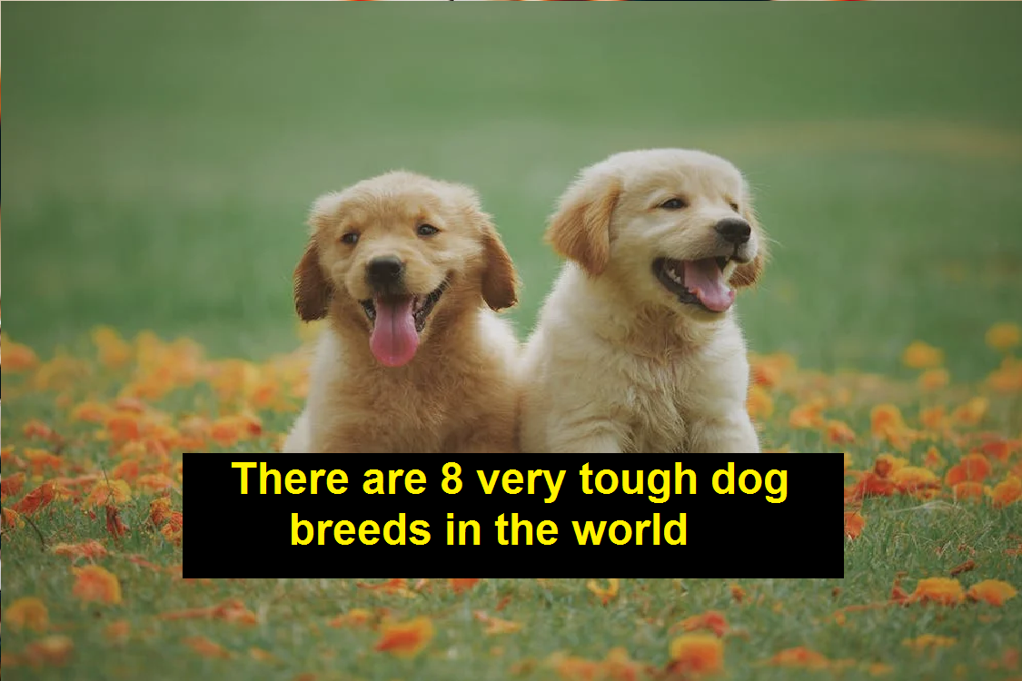 There are 8 very tough dog breeds in the world