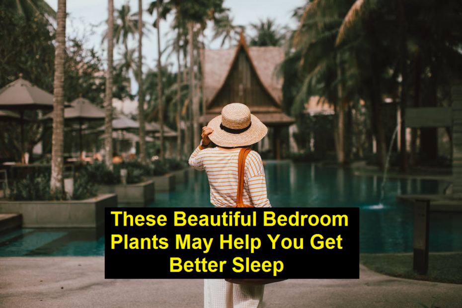 These Beautiful Bedroom Plants May Help You Get Better Sleep