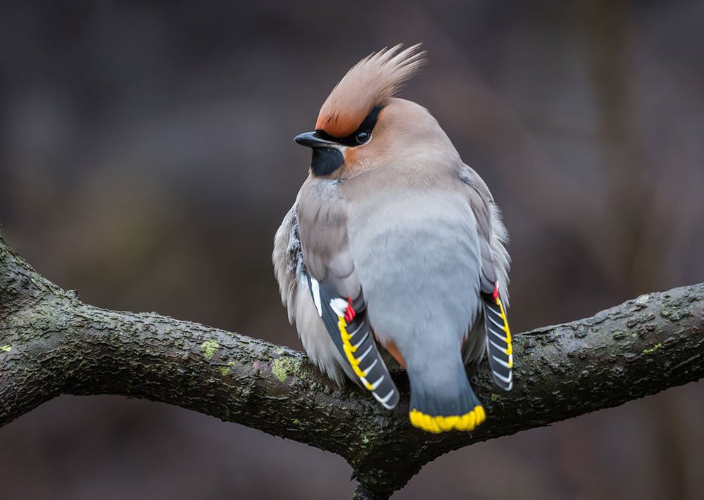 Top 8 Beautiful Birds in the World