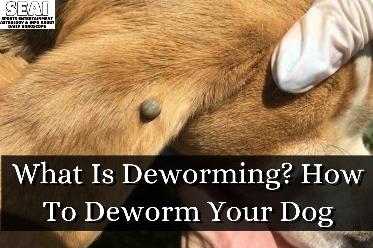 What Is Deworming How To Deworm Your Dog