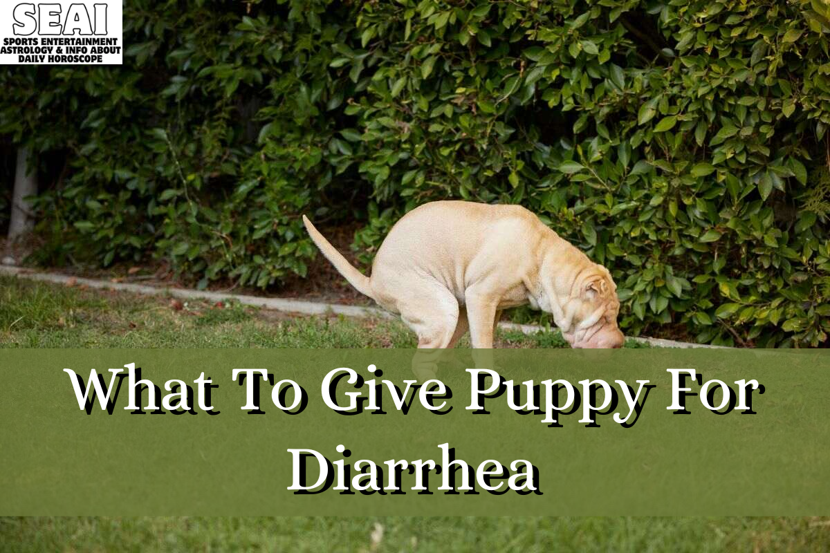 What To Give Puppy For Diarrhea