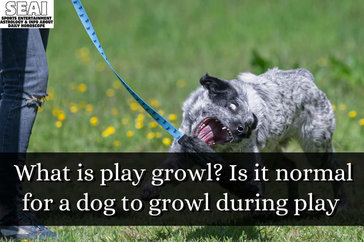 What is play growl Is it normal for a dog to growl during play 