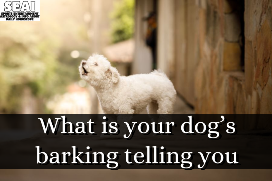 What is your dog’s barking telling you