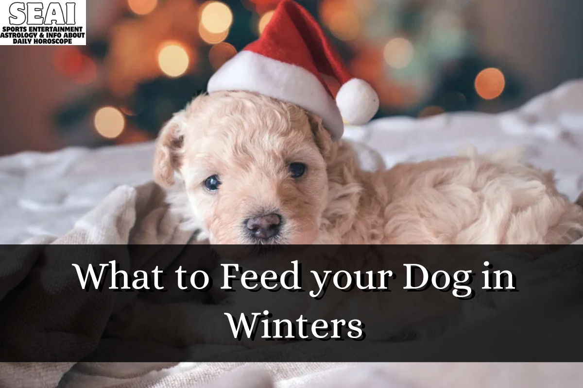 What to Feed your Dog in Winters