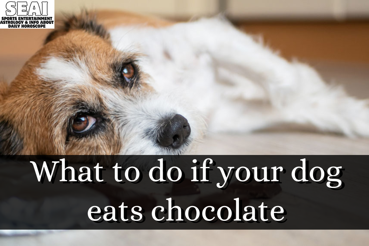 What to do if your dog eats chocolate