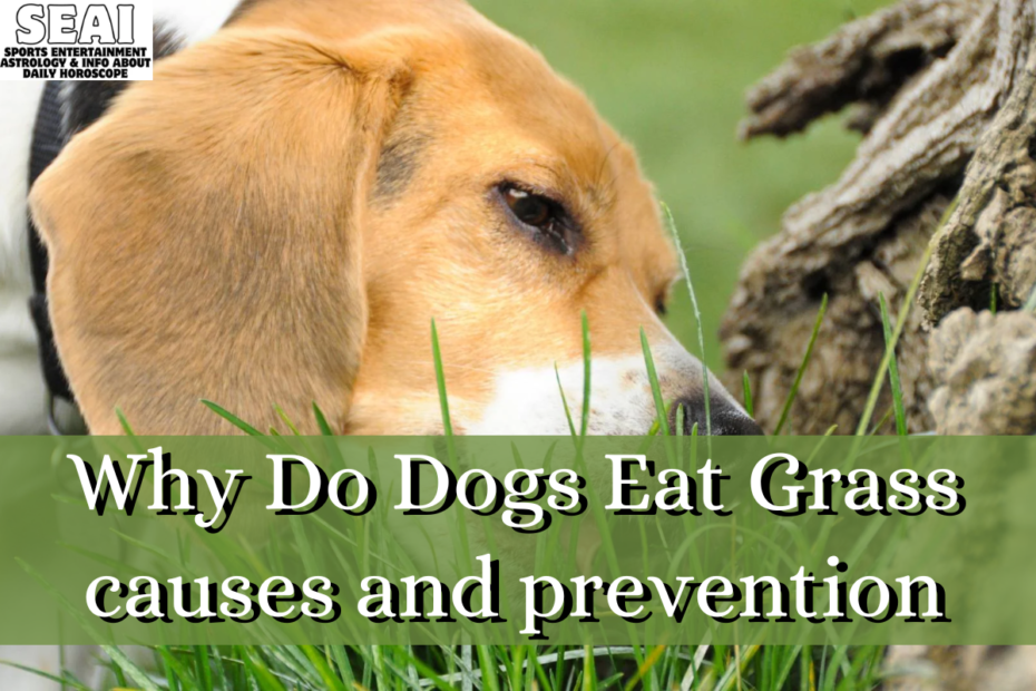 Why Do Dogs Eat Grass causes and prevention