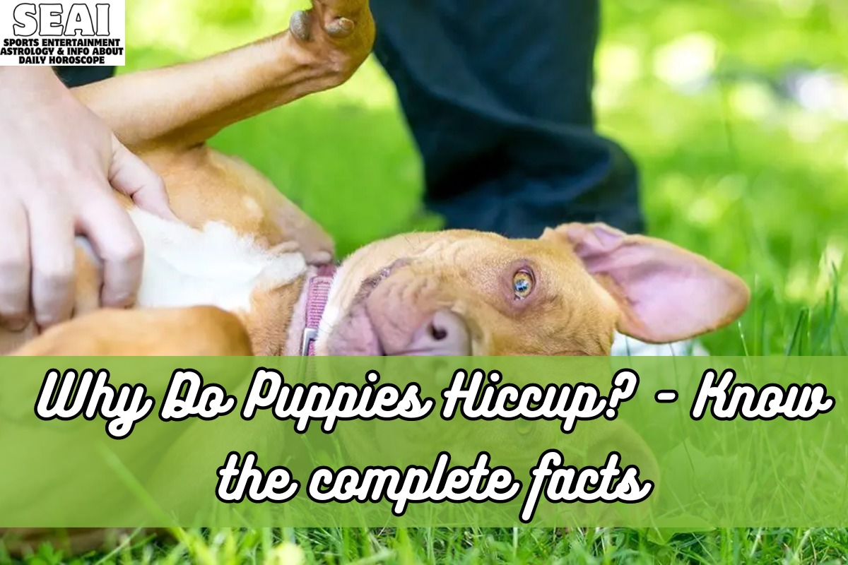 Why Do Puppies Hiccup - Know the complete facts
