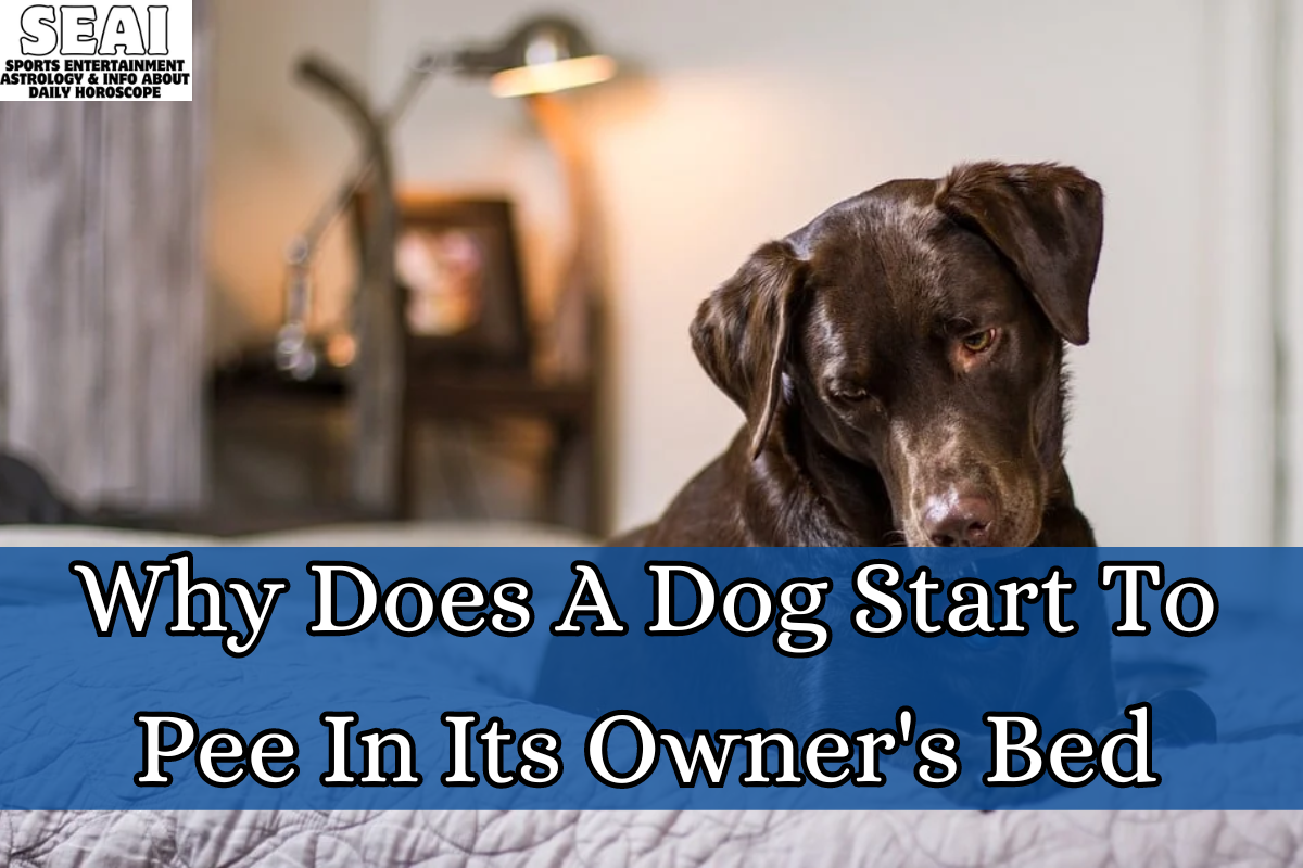 Why Does A Dog Start To Pee In Its Owner's Bed