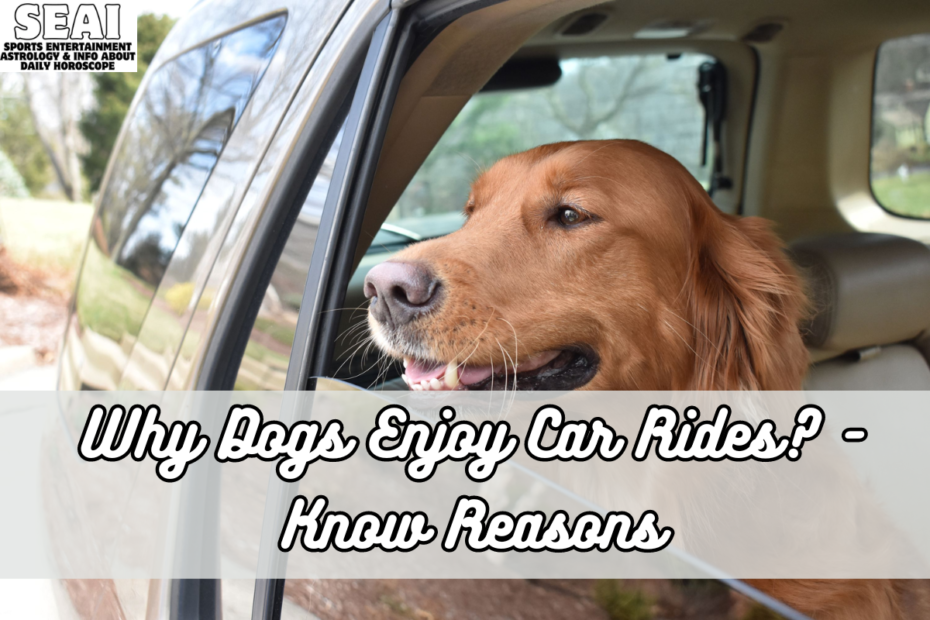 Why Dogs Enjoy Car Rides - Know Reasons