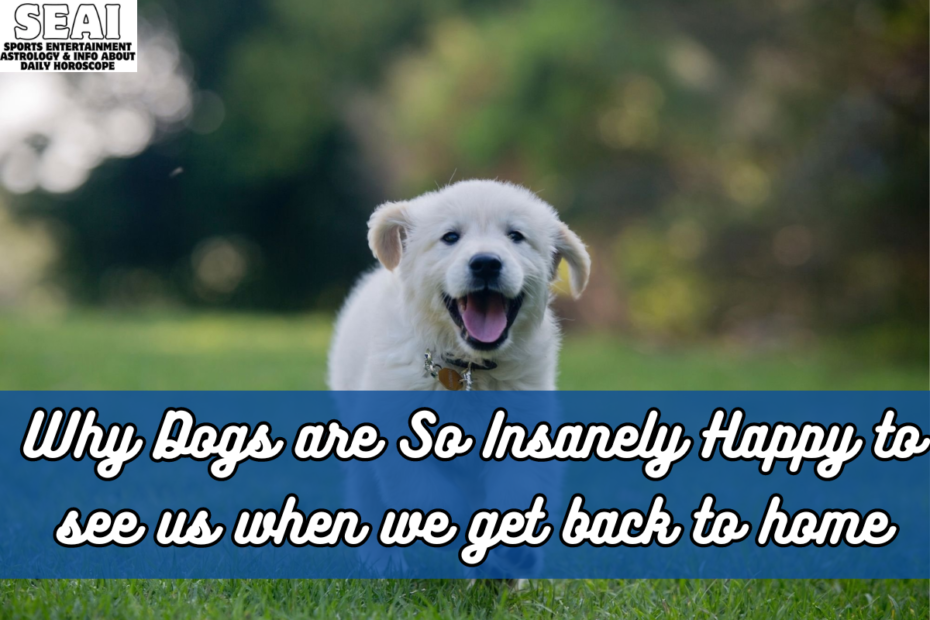 Why Dogs are So Insanely Happy to see us when we get back to home
