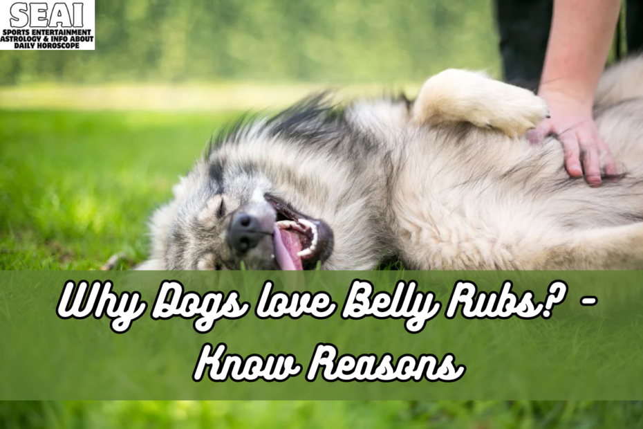 Why Dogs love Belly Rubs - Know Reasons