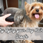 Why Dying your Dog Hair is Unsafe