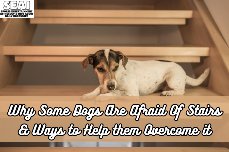 Why Some Dogs Are Afraid Of Stairs & Ways to Help them Overcome it