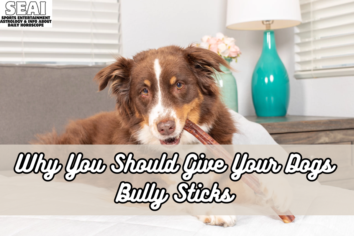 Why You Should Give Your Dogs Bully Sticks