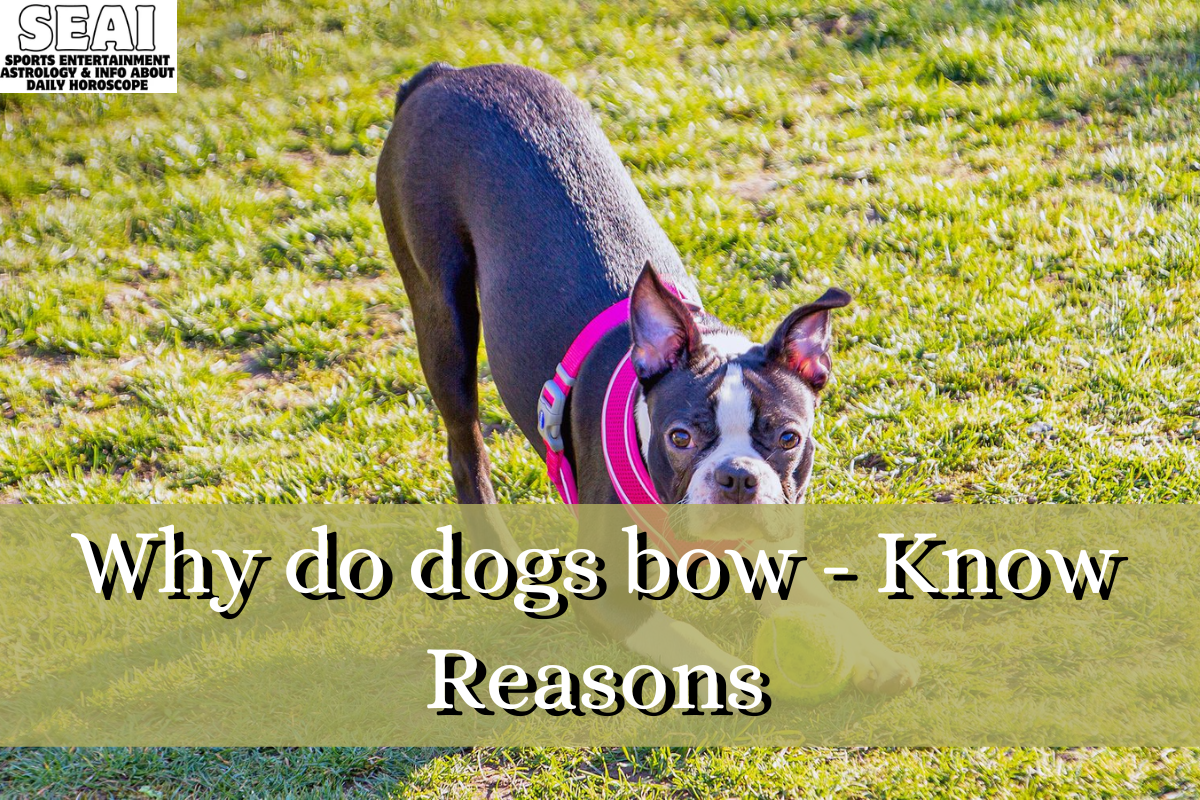 Why do dogs bow-Know Reasons