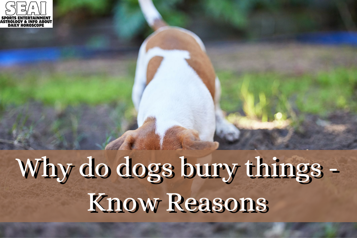 Why do dogs bury things - Know Reasons