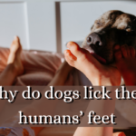 Why do dogs lick their humans’ feet