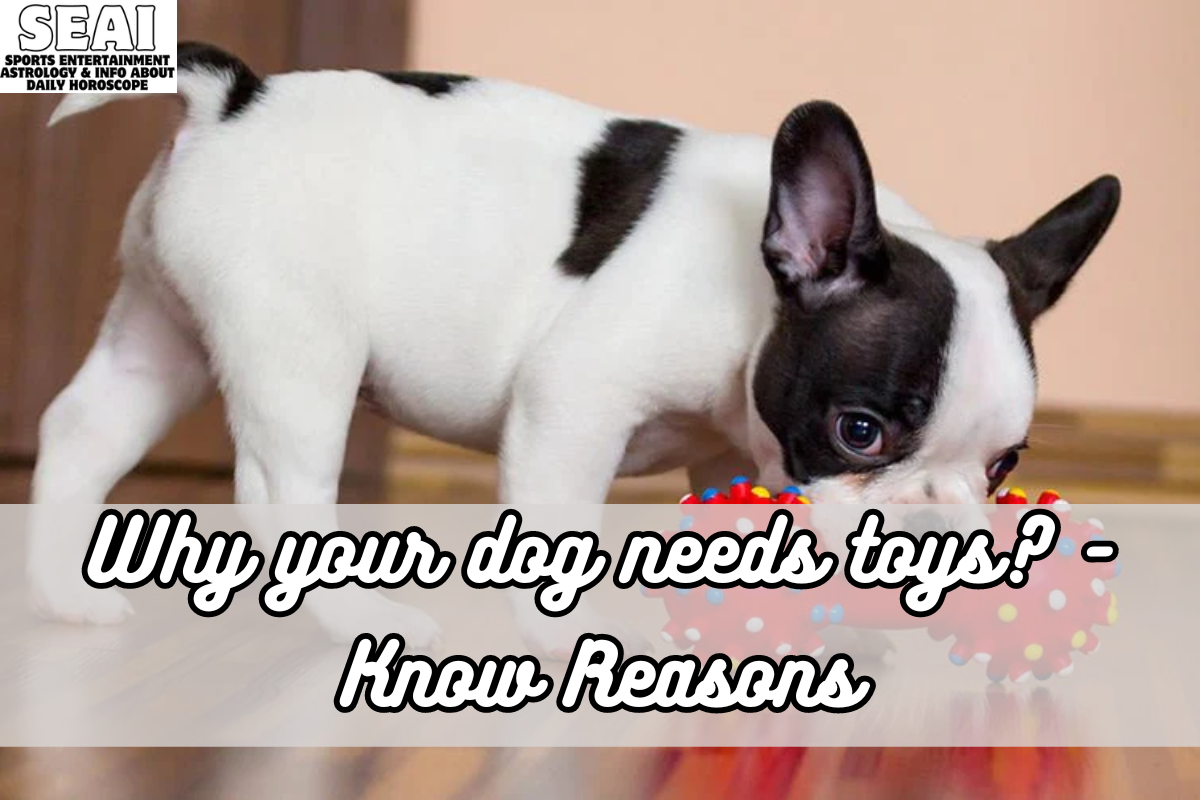 Why your dog needs toys - Know Reasons