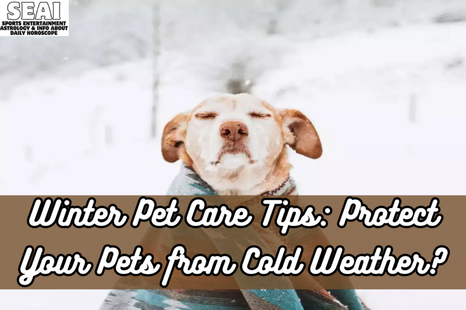 Winter Pet Care Tips: Protect Your Pets from Cold Weather?