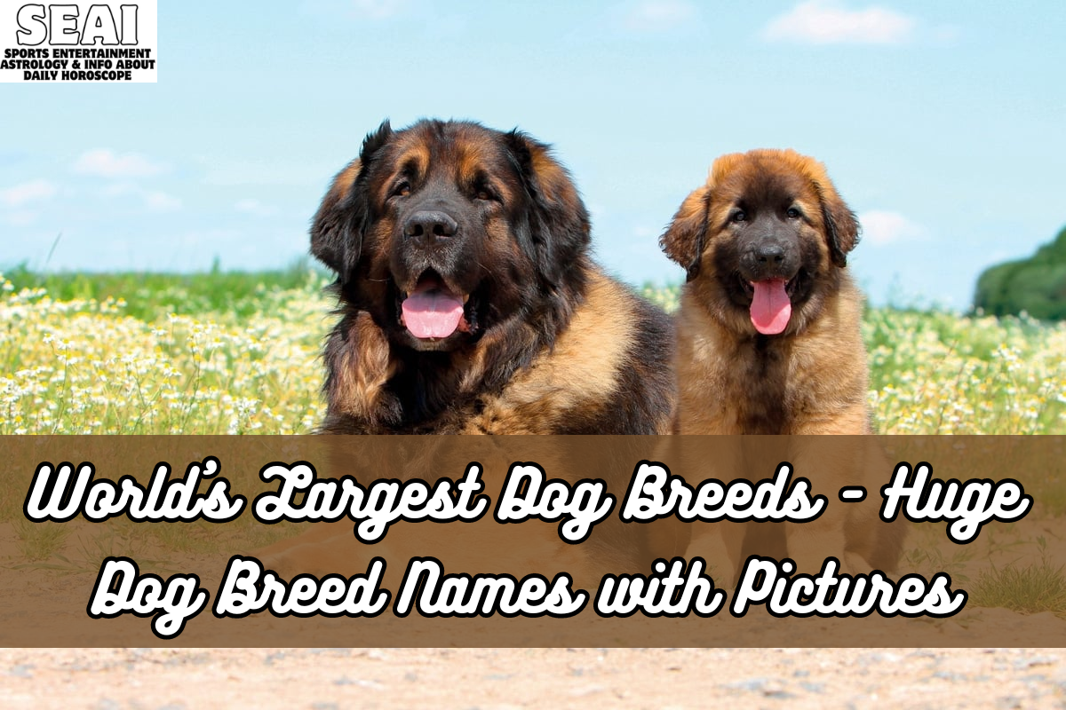 World's Largest Dog Breeds - Huge Dog Breed Names with Pictures
