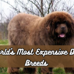 World's Most Expensive Dog Breeds