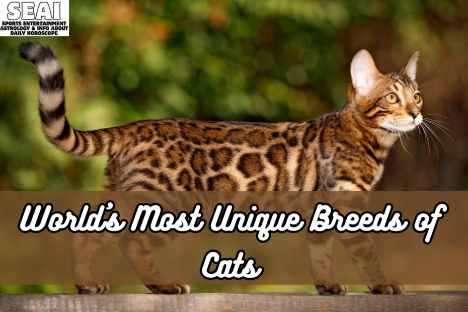 World's Most Unique Breeds of Cats